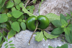 Tabernaemontana ochoterenae