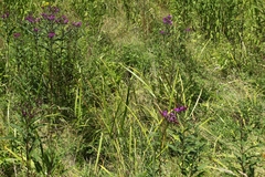 Vernonia gigantea