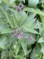 Symphytum × uplandicum