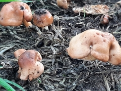Fungi