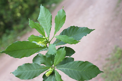 Tabernaemontana ochoterenae