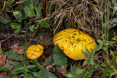 Buchwaldoboletus lignicola