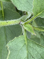 Symphytum × uplandicum