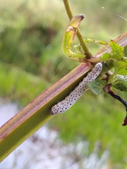Tenthredo scrophulariae
