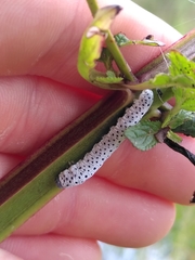 Tenthredo scrophulariae