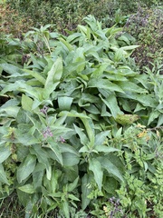 Symphytum × uplandicum