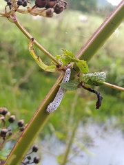Tenthredo scrophulariae