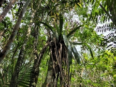 Vriesea gigantea