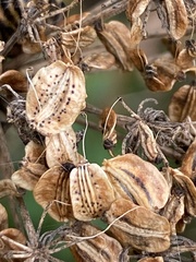 Heracleum sphondylium