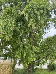 Metasequoia