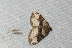 Xanthorhoe lacustrata