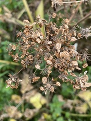 Heracleum sphondylium