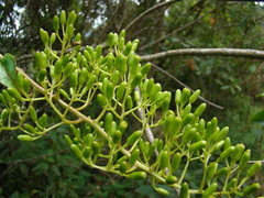 Graphistylis itatiaiae