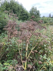 Heracleum sphondylium