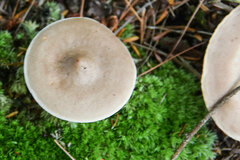 Cantharellula umbonata