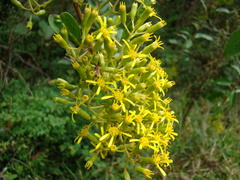 Graphistylis itatiaiae