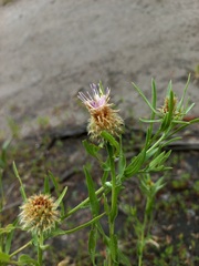 Centaurea trichocephala