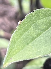 Thaumatomyia