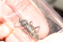 Calloides nobilis