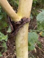 Heracleum sphondylium