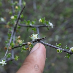 Citharexylum brachyanthum