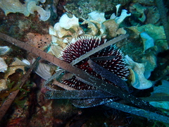 Sphaerechinus granularis