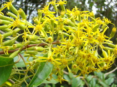 Graphistylis itatiaiae