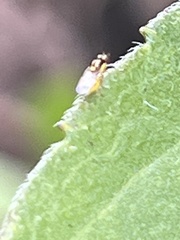 Thaumatomyia