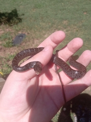 Coluber constrictor constrictor