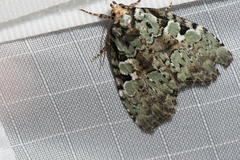 Leuconycta lepidula