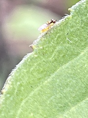 Thaumatomyia