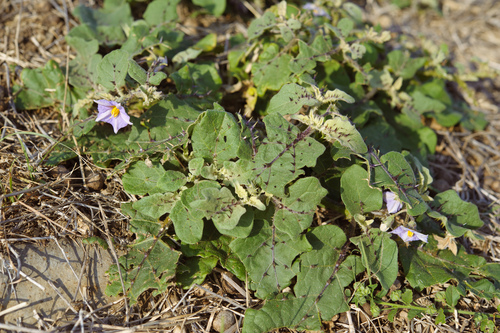 Solanum melongena