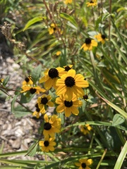 Rudbeckia triloba