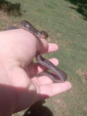 Coluber constrictor constrictor