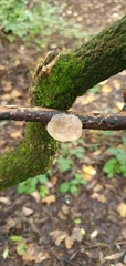 Myxarium nucleatum