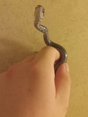 Coluber constrictor constrictor