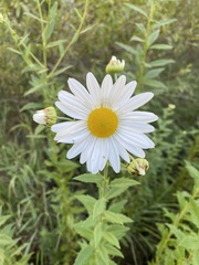 Leucanthemum maximum