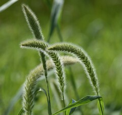 Setaria magna