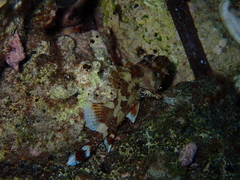 Scorpaena maderensis