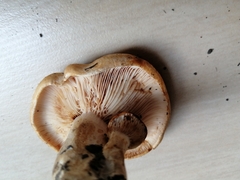 Lactarius acerrimus