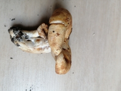 Lactarius acerrimus