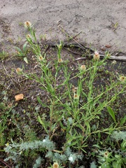 Centaurea trichocephala
