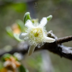 Citharexylum brachyanthum