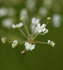 Tiedemannia canbyi