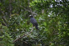 Patagioenas leucocephala