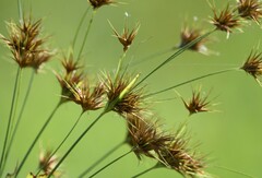 Rhynchospora macrostachya