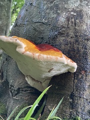 Ganoderma resinaceum