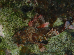 Scorpaena maderensis