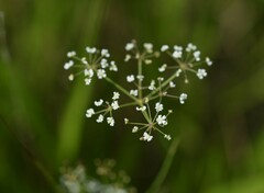 Tiedemannia canbyi