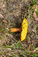 Buchwaldoboletus lignicola